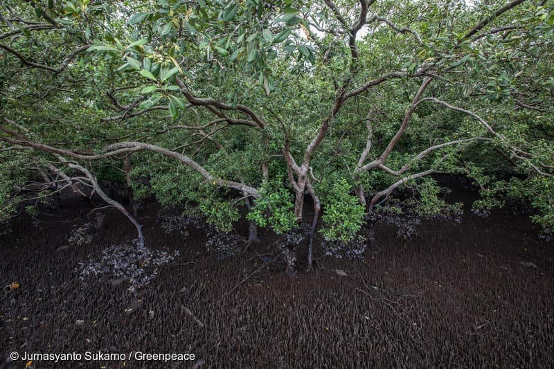 Selamatkan Mangrove Indonesia!