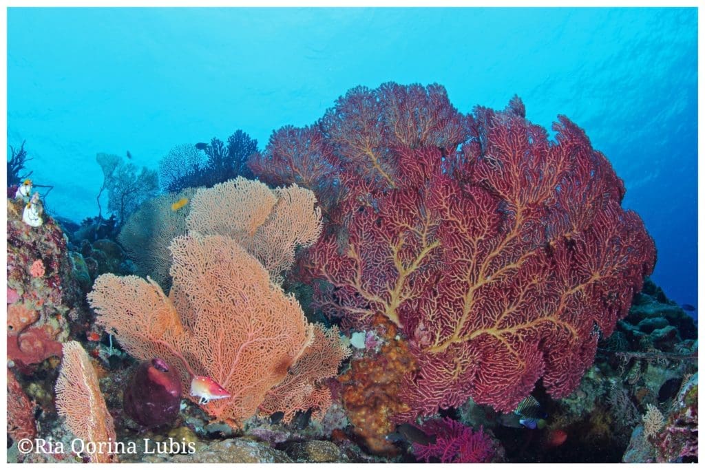 Lokasi Foto: Wakatobi