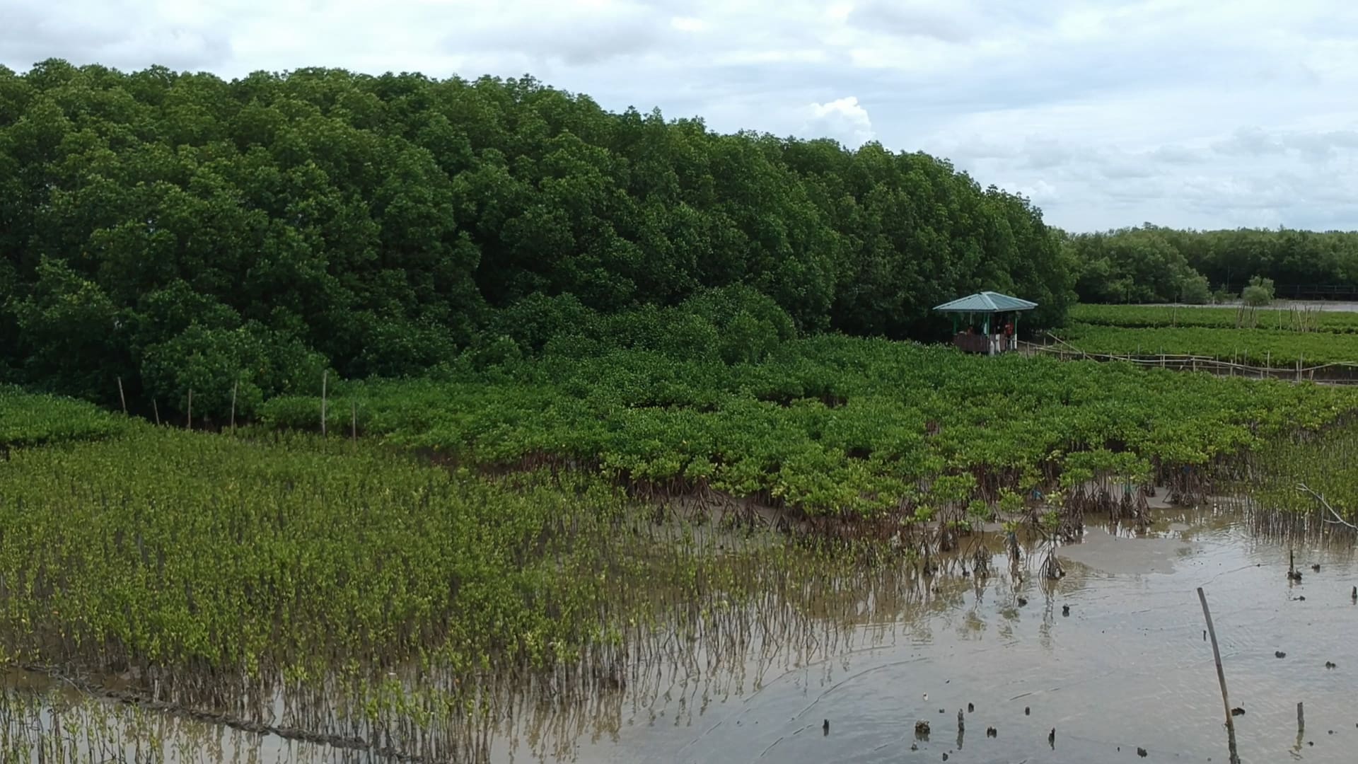 Restorasi Mangrove Desa Ampekale