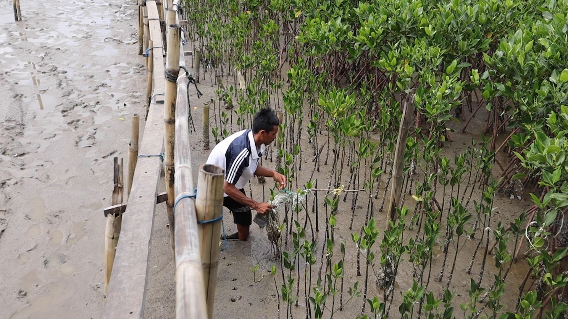 Restorasi Mangrove Desa Ampekale