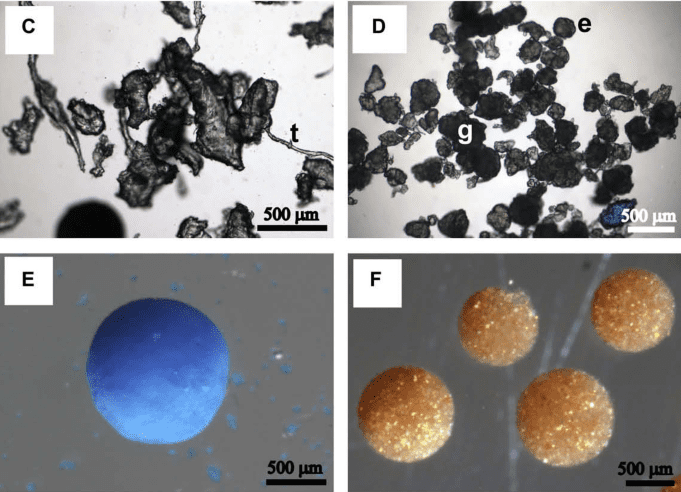 Foto microbeads dibawah mikroskop