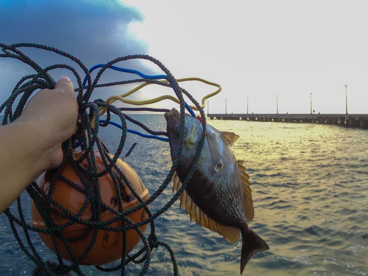 Ikan hasil tangkapan dengan spearfishing