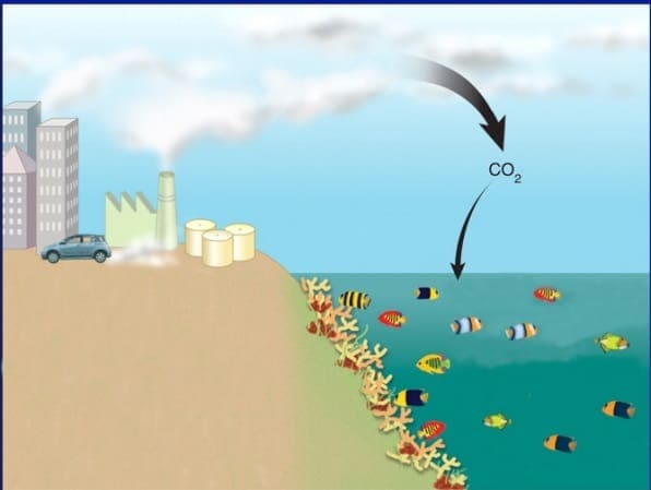 Laut sebagai penyerap karbon terbesar di bumi 