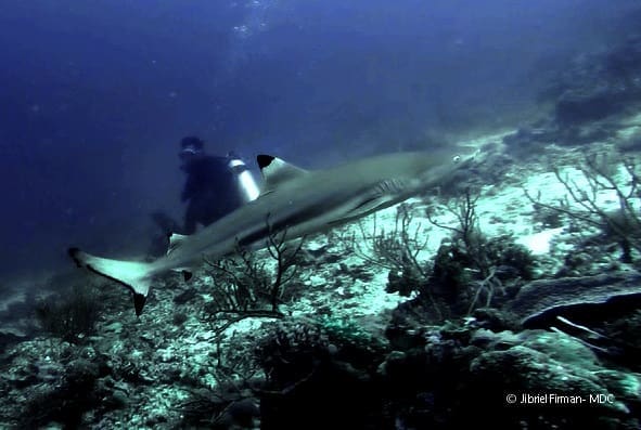 Hiu Karang Sirip Hitam berenang melingkari penyelam