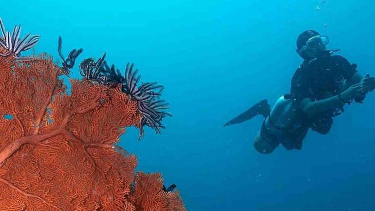 wisata diving di laut geopark ciletuh