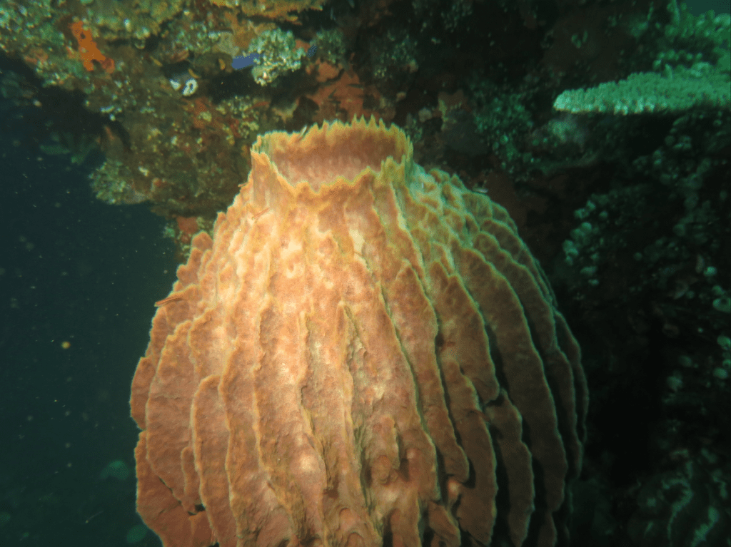 Fauna Khas USAT Liberty/ Xestospongia muta (Giant barrel sponge)