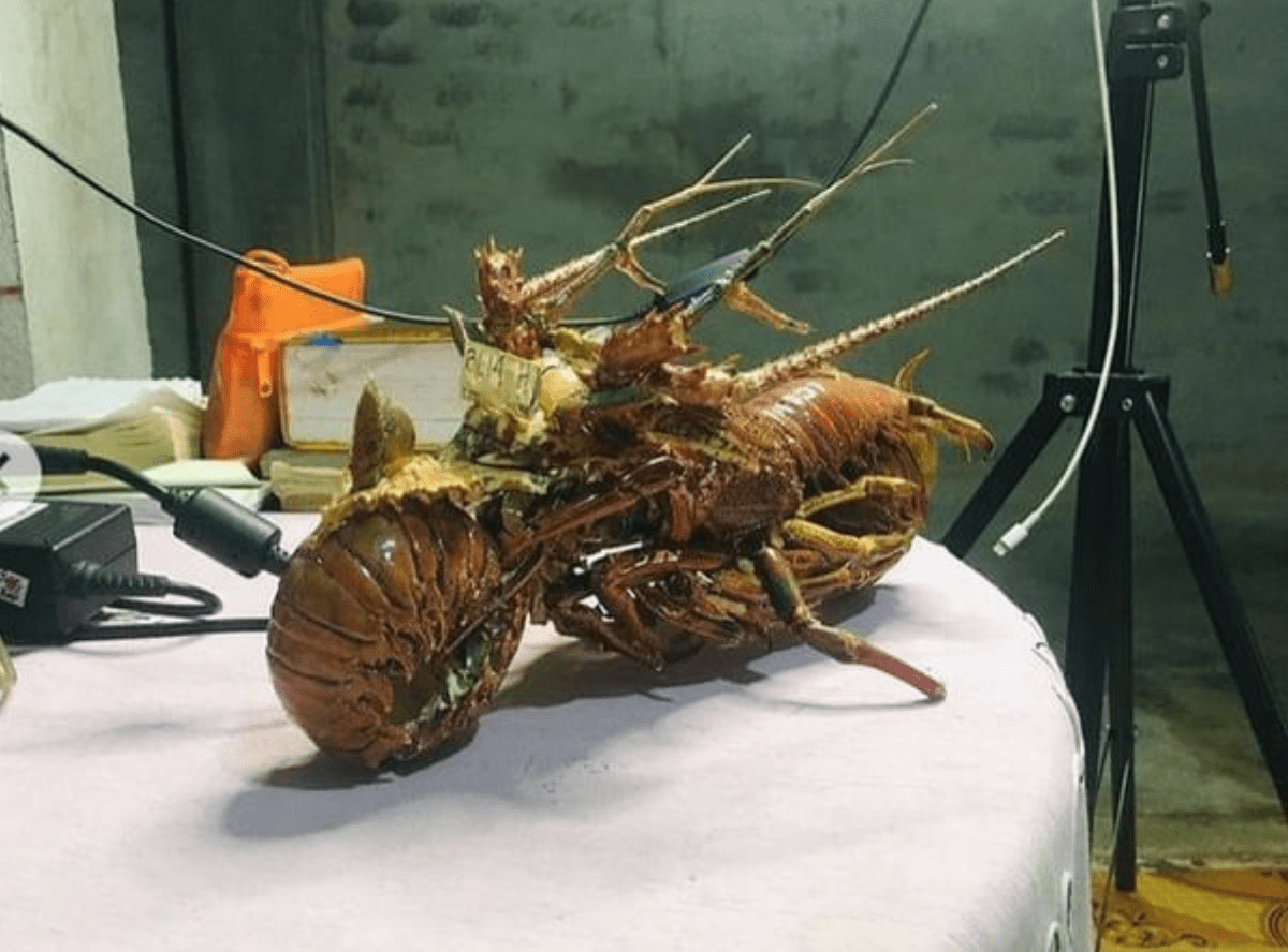 kulit lobster