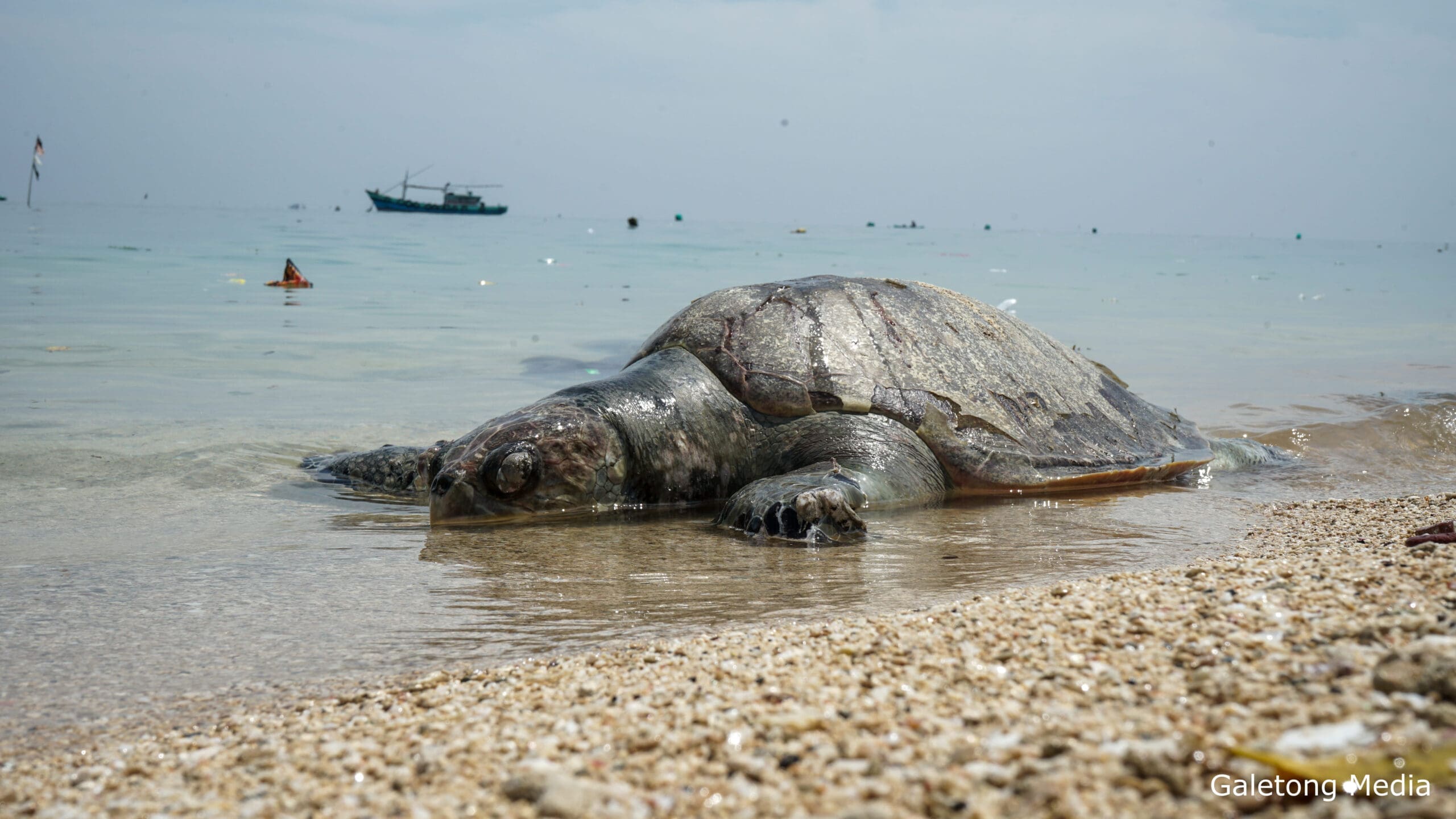 Penyu Mati di Gili Ketapang pada 10 Maret 2022