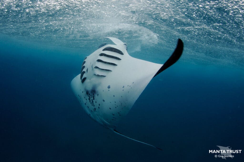 Pari manta yang termasuk dalam famili Mobulidae / Foto : Mantatrust