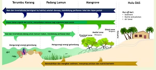 mangrove