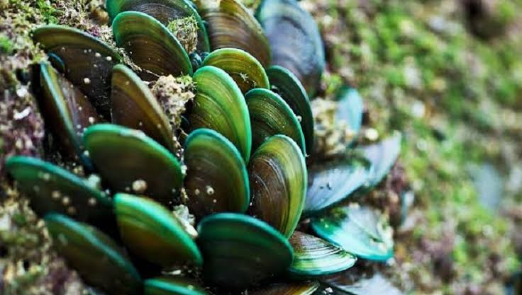 kerang hijau