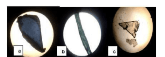 Jenis mikroplastik (a) fragmen, (b) fiber, (c) film