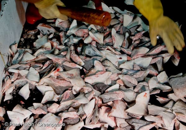 ribuan sirip hiu tersimpan dalam freezer kapal