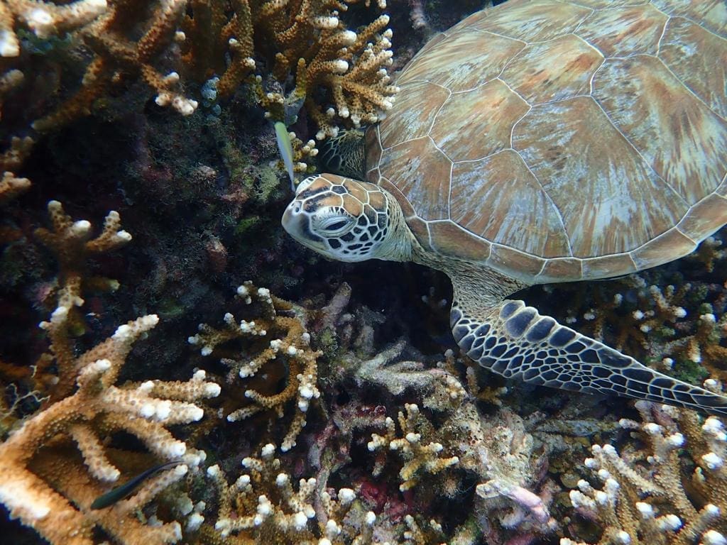 Penyu hijau beristirahat diatas terumbu karang (jenis Acropora Branching)