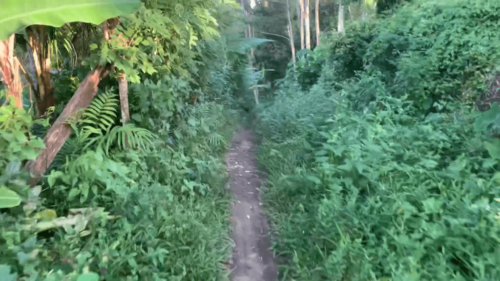 Jalan Masuk Hutan Menuju Air Terjun ©Syahputrie Ramadhanie