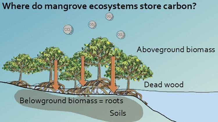 Beberapa cara mangrove menyimpan karbon yaitu dengan biomassa, serasah, dan pemendapan di tanah [6]. 