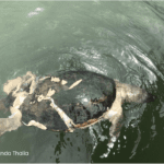 kura-kura , tuntong laut