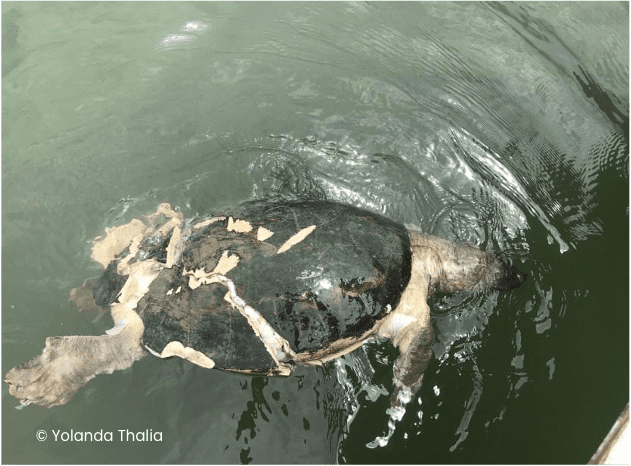 kura-kura , tuntong laut