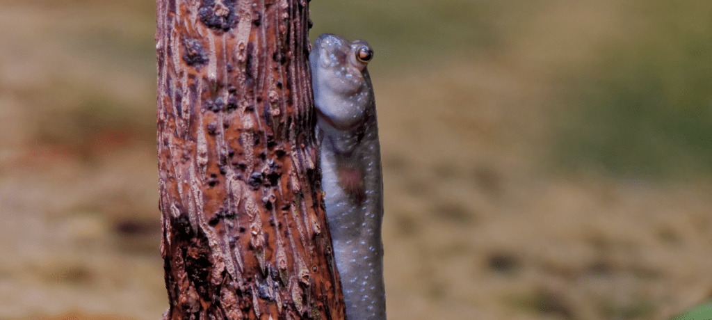 mudskippers