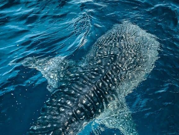 WhaleShark sedang singgah di Pulau Sumbawa