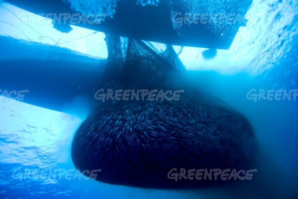 Sumber Foto dari Greenpeace. (https://media.greenpeace.org/)