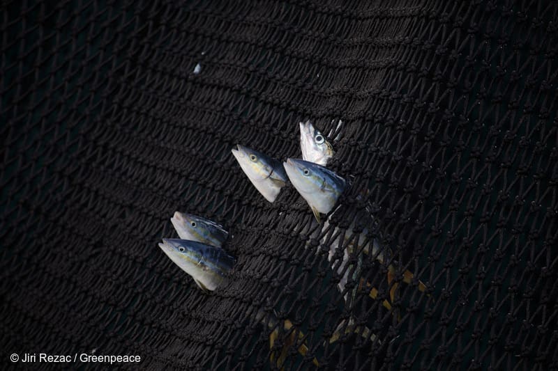 overfishing featured image