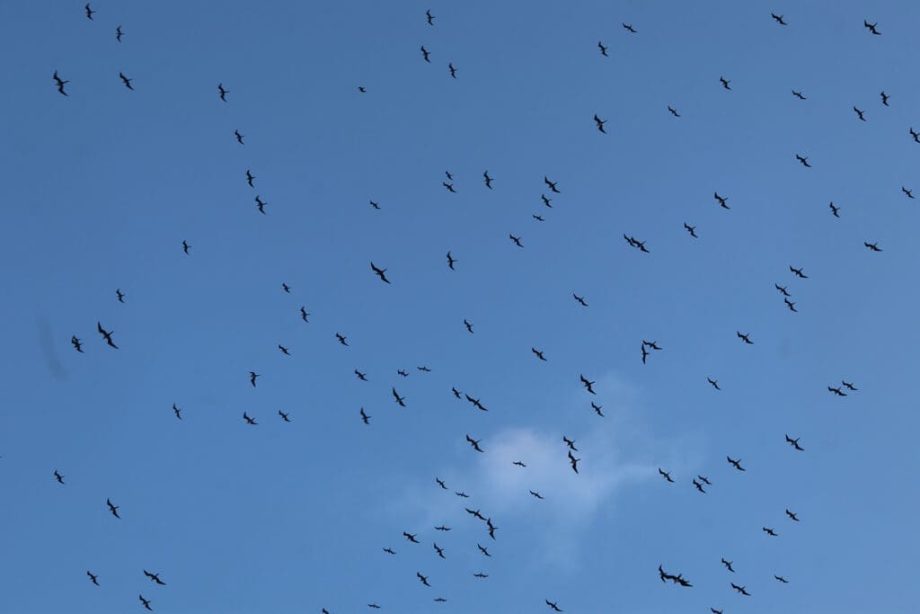 Burung di langit Pulau Sumedang