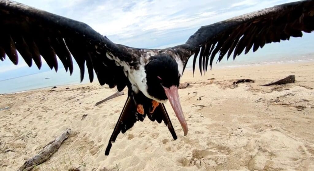 Burung di Pulau Sumedang