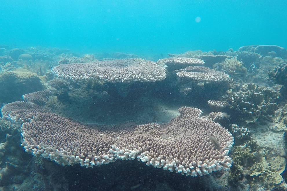 terumbu karang pulau sumedang