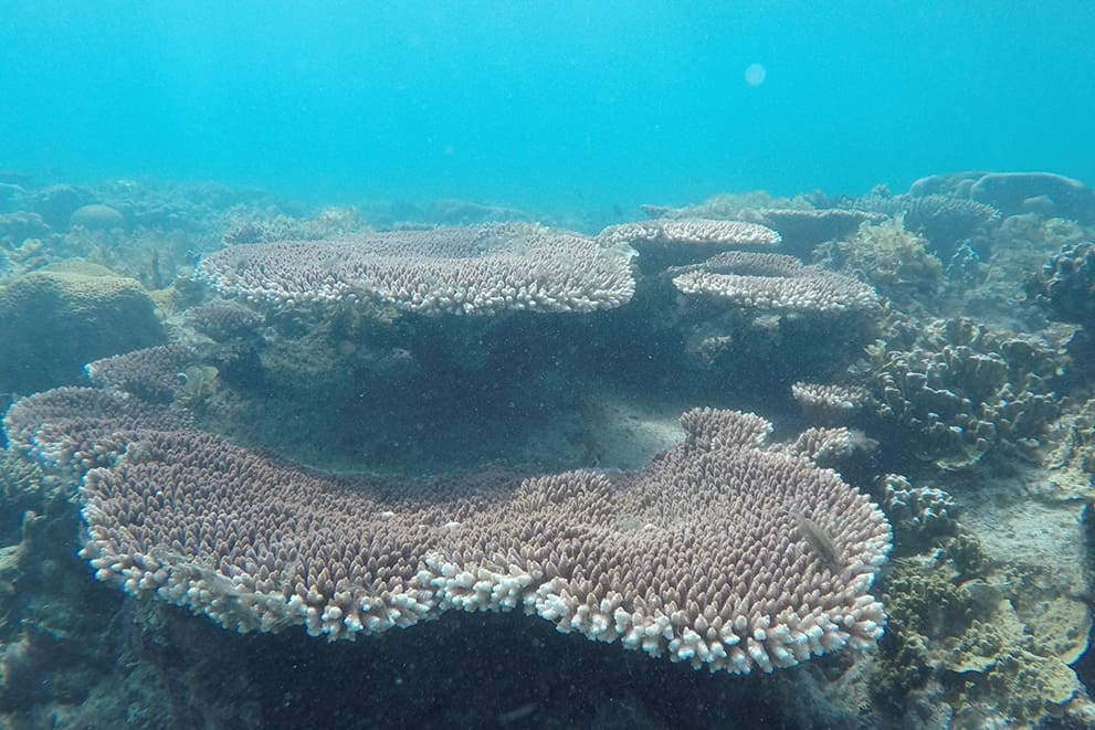 Potret Ekosistem Terumbu Karang Pulau Sumedang dan Pulau Sumedang Kecil, Belitong