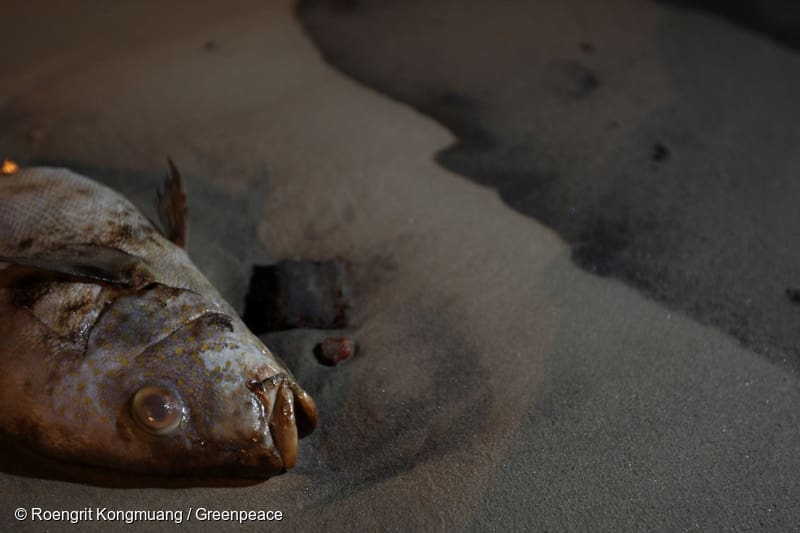 Perairan Pesisir Pantai Tanjung Bunga Kota Makassar dalam Intaian Pencemaran Logam Berat