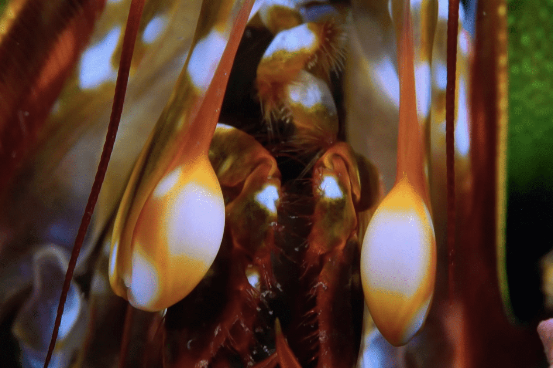 udang mantis