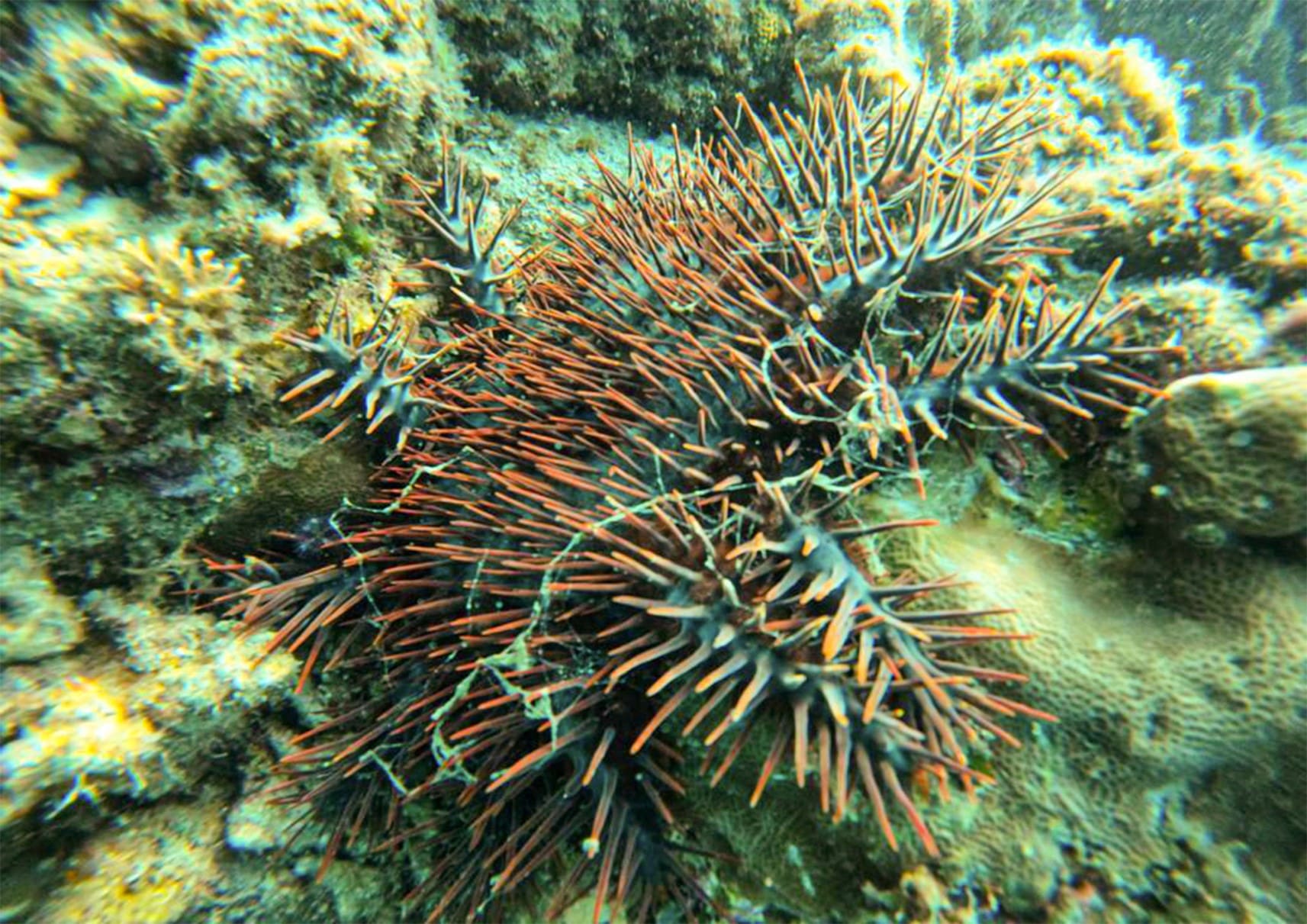 Acanthaster planci