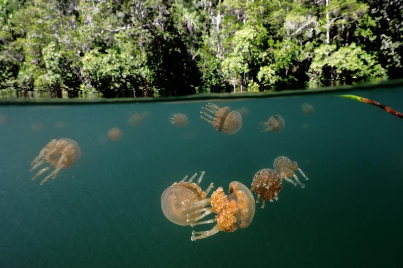 Underwater Raja Ampat