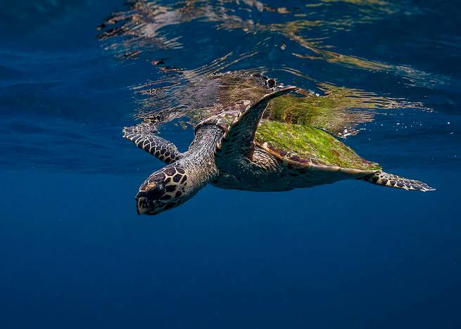 Penyu laut sebagai representasi dari biota laut yang dijelaskan di dalam artikel.