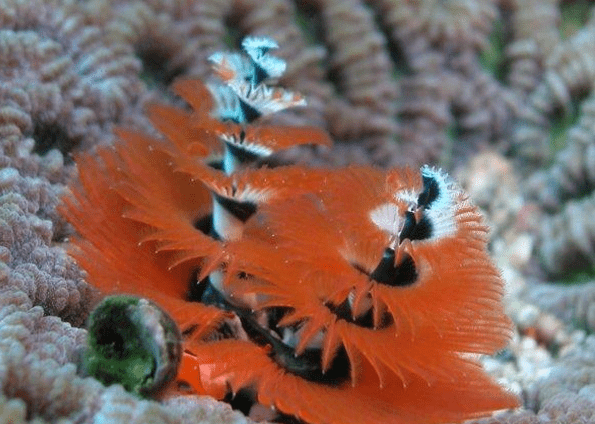 Spirobranchus giganteus