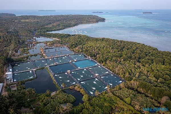 Foto udara tambak udang vaname intensif di sekitar area hutan mangrove tepi pantai Desa Kemujan, Karimunjawa, Jepara, Jawa Tengah, Senin (18/9/2023). (Aji Styawan/Antara Foto).