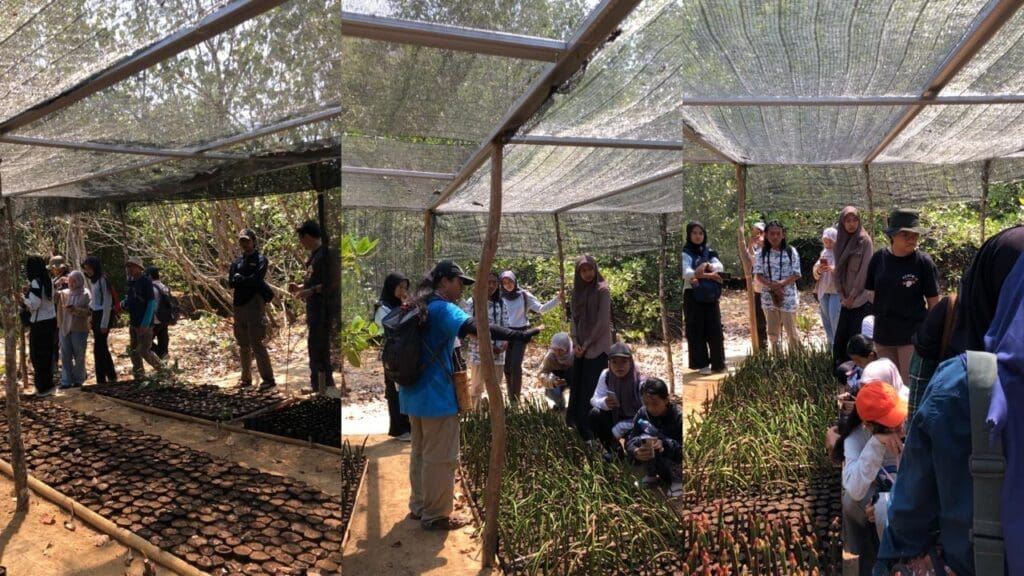 Mahasiswa UM belajar terkait pembibitan tanaman mangrove