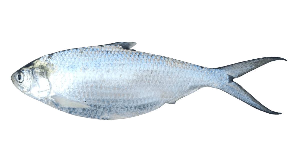 Ikan Terubuk (Tenualosa macrura)