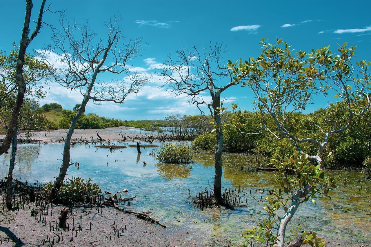 Apak Kabar Hutan Mangrove Muna dan Muna Barat?
