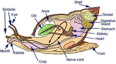 anatomi tubuh siput laut