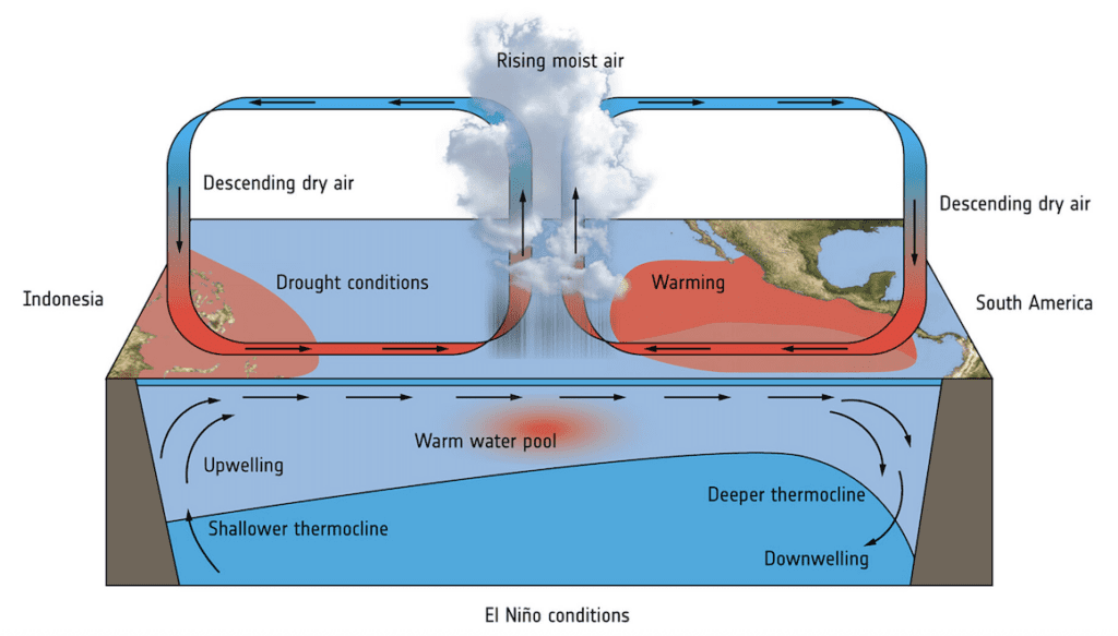 Diagram Mekanisme pada saat Kondisi El Niño 